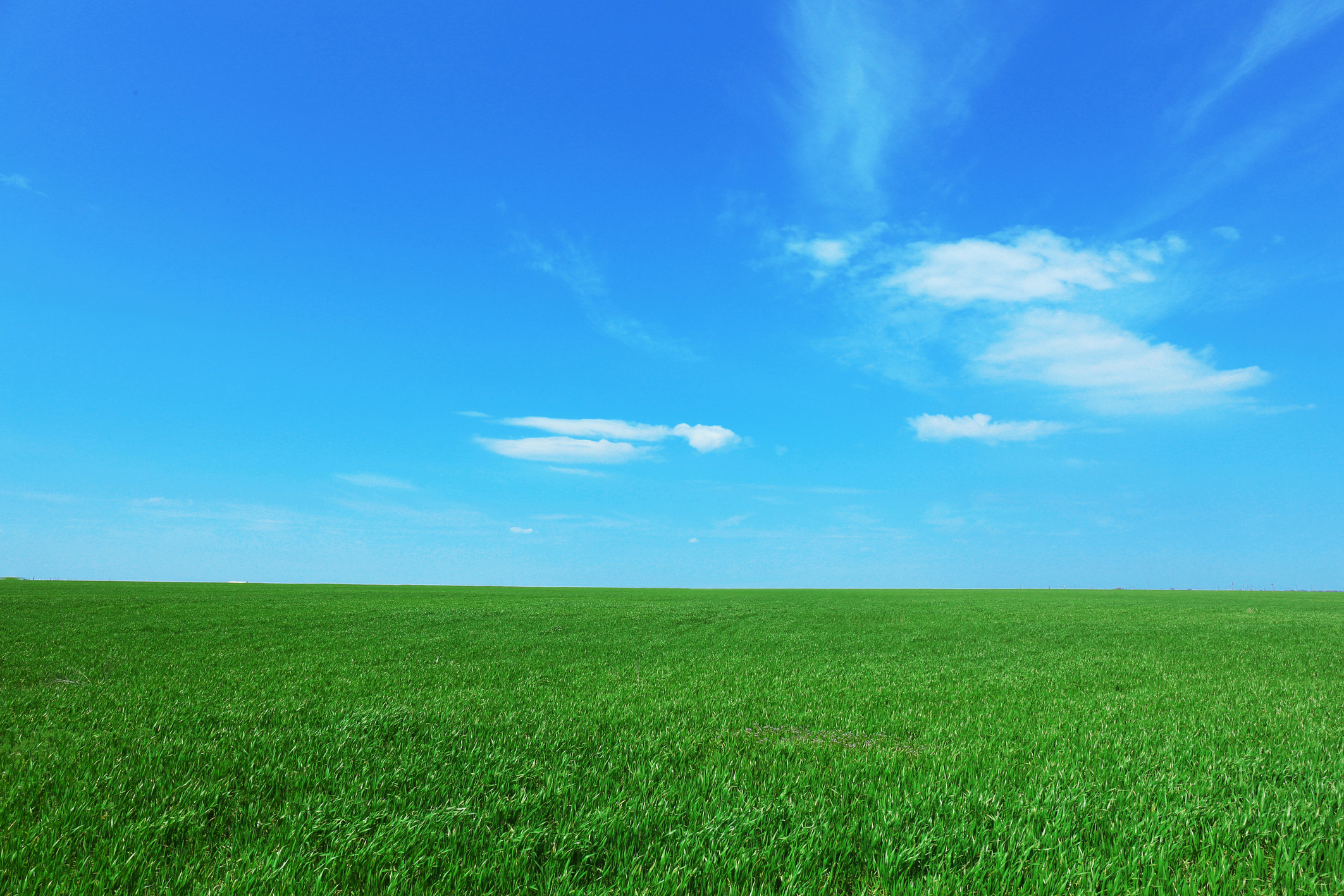 Green Spring Field