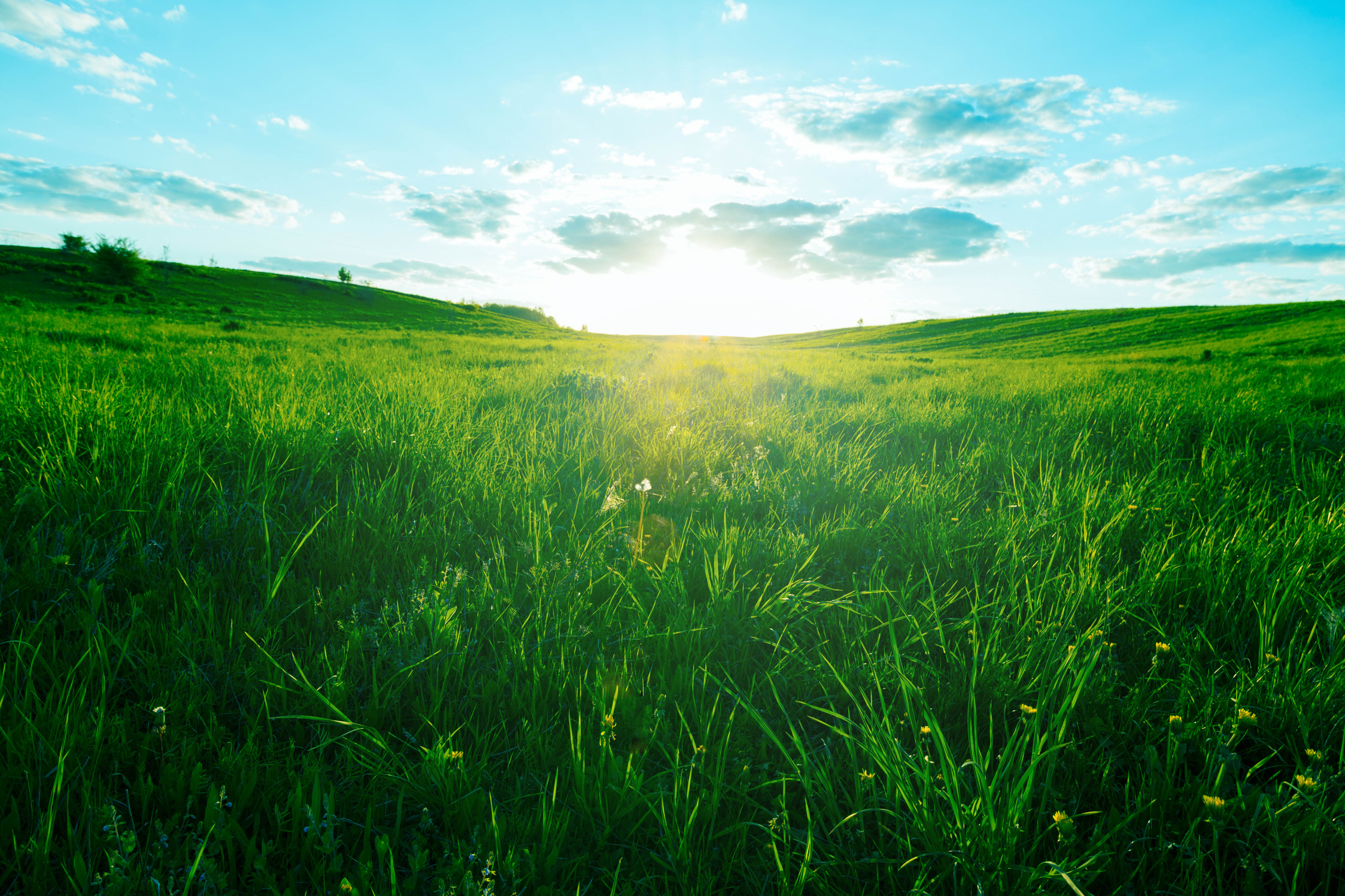 Green meadow
